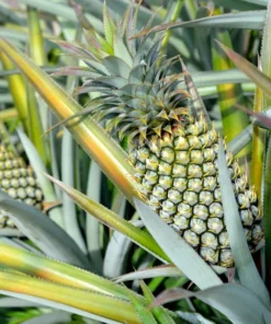 Fruiting Pineapple Plant - Sweet Gold Variety - 5-8 Inch Live Plant