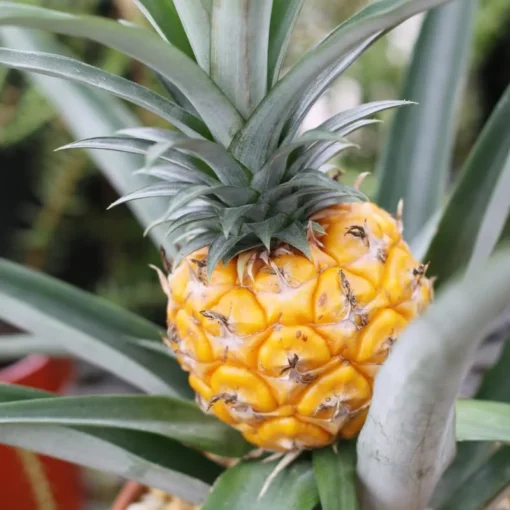 Fruiting Pineapple Plant - Sweet Gold Variety - 5-8 Inch Live Plant