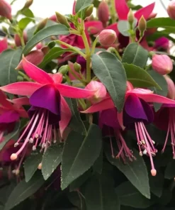 Fuchsia Angel Earrings Cascade Plant - 4 Inch Live Starter Plant - Flowering Fuchsia