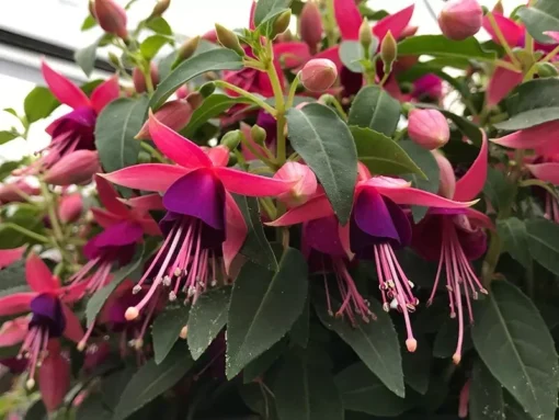 Fuchsia Angel Earrings Cascade Plant - 4 Inch Live Starter Plant - Flowering Fuchsia