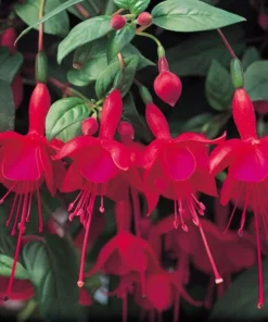 Fuchsia Marinka Live Plant 4-6 in Hanging Basket Trailing Red