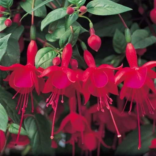 Fuchsia Marinka Live Plant 4-6 in Hanging Basket Trailing Red