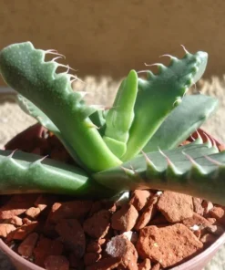 Tiger Jaw Succulent Faucaria Tigrina - 2.5