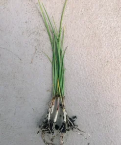 Garlic Chives Starter Plant 4in Live Culinary Herb Fresh