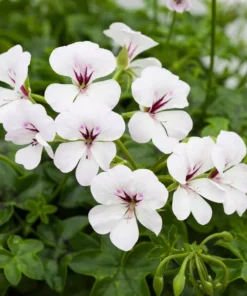 Geranium White Perennial Plant - Cold Hardy, Cut Back, No Pot