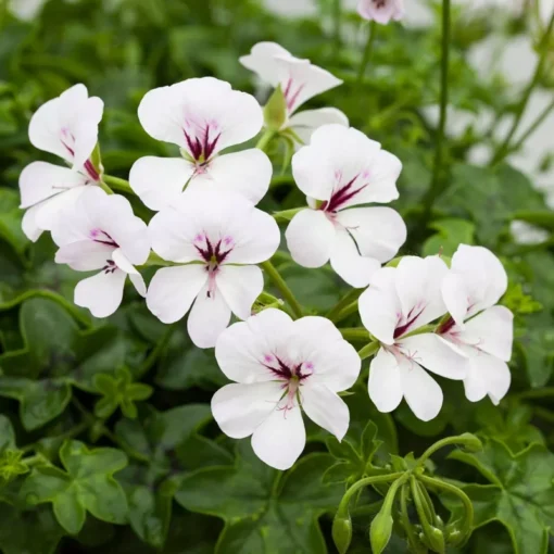 Geranium White Perennial Plant - Cold Hardy, Cut Back, No Pot