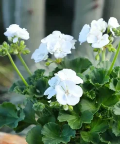 Geranium White Perennial Plant - Cold Hardy, Cut Back, No Pot