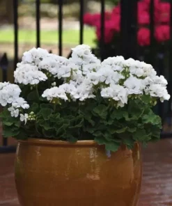 Geranium White Perennial Plant - Cold Hardy, Cut Back, No Pot
