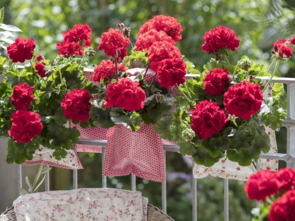 Top 5 Flower Seeds to Grow on Your Small Balcony for a Stunning Outdoor Space