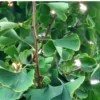 Ginkgo Tree 4 inch Pot - Ornamental Plant for Sale