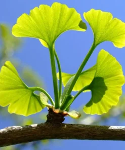 Ginkgo Tree 4 inch Pot - Ornamental Plant for Sale