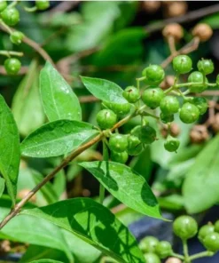 Henna Mehndi Plant - 12-16 Inch Live Plant