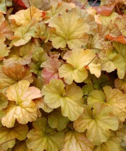 Heuchera Amber Lady Yellow Plant 4-8'' Tal in 4'' Pot, Ship No Pot - Yellow Coral Bells