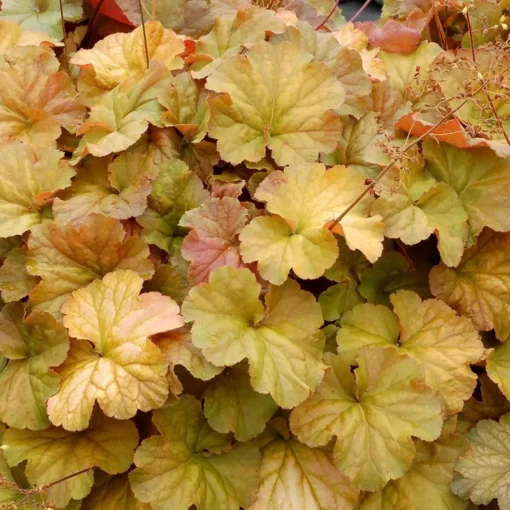 Heuchera Amber Lady Yellow Plant 4-8'' Tal in 4'' Pot, Ship No Pot - Yellow Coral Bells