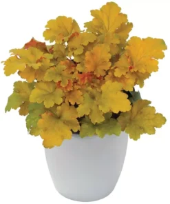 Heuchera Amber Lady Yellow Plant 4-8'' Tal in 4'' Pot, Ship No Pot - Yellow Coral Bells
