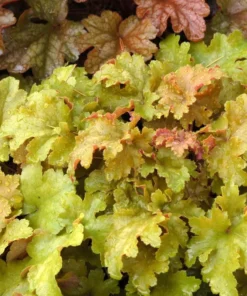 Heuchera Amber Lady Yellow Plant 4-8'' Tal in 4'' Pot, Ship No Pot - Yellow Coral Bells