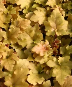 Heuchera Amber Lady Yellow Plant 4-8'' Tal in 4'' Pot, Ship No Pot - Yellow Coral Bells