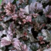 Heuchera Palace Purple Starter Plant 4-8'' Tall in 4'' Pot - Ship No Pot, Hardy Plant