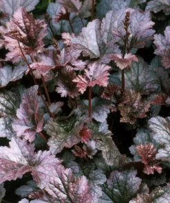 Heuchera Palace Purple Starter Plant 4-8'' Tall in 4'' Pot - Ship No Pot, Hardy Plant