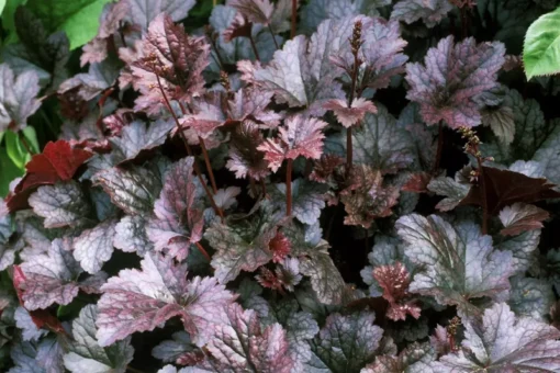 Heuchera Palace Purple Starter Plant 4-8'' Tall in 4'' Pot - Ship No Pot, Hardy Plant