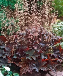 Heuchera Palace Purple Starter Plant 4-8'' Tall in 4'' Pot - Ship No Pot, Hardy Plant