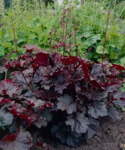 Heuchera Palace Purple Starter Plant 4-8'' Tall in 4'' Pot - Ship No Pot, Hardy Plant