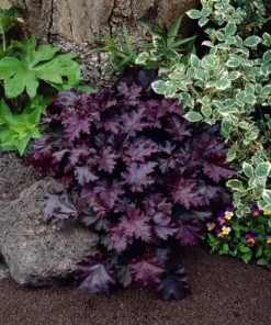 Heuchera Palace Purple Starter Plant 4-8'' Tall in 4'' Pot - Ship No Pot, Hardy Plant