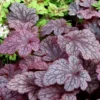 Heuchera Plum Pudding Plant4-8'' Tall in 4'' Pot - Ship No Pot - Purple Foliage