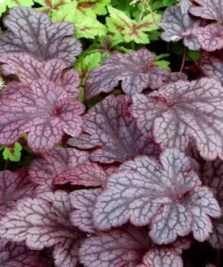 Heuchera Plum Pudding Plant4-8'' Tall in 4'' Pot - Ship No Pot - Purple Foliage