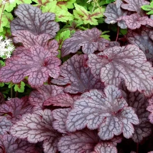 Heuchera Plum Pudding Plant4-8'' Tall in 4'' Pot - Ship No Pot - Purple Foliage
