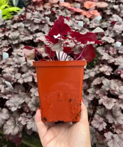 Heuchera Plum Pudding Plant4-8'' Tall in 4'' Pot - Ship No Pot - Purple Foliage