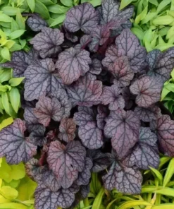 Heuchera Plum Pudding Plant4-8'' Tall in 4'' Pot - Ship No Pot - Purple Foliage