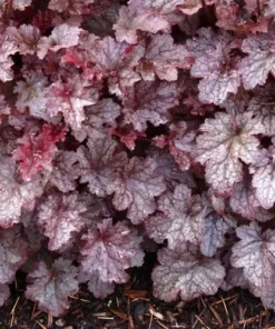 Heuchera Plum Pudding Plant4-8'' Tall in 4'' Pot - Ship No Pot - Purple Foliage