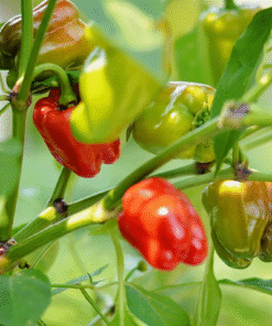 Hot Cajun Belle Pepper Plants – Set of 2 Live Plants – 4-6 Inch Tall – Outdoor Planting