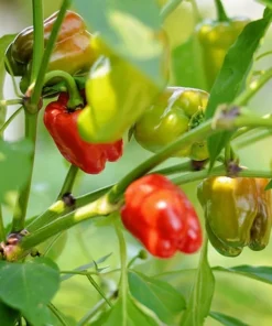 Hot Cajun Belle Pepper Plants - Set of 2 Live Plants - 4-6 Inch Tall - Outdoor Planting