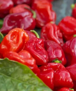 Hot Cajun Belle Pepper Plants - Set of 2 Live Plants - 4-6 Inch Tall - Outdoor Planting