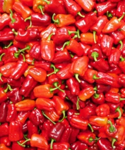 Hot Cajun Belle Pepper Plants - Set of 2 Live Plants - 4-6 Inch Tall - Outdoor Planting