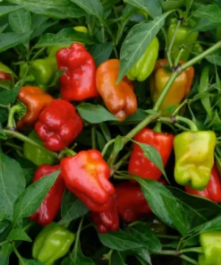 Hot Cajun Belle Pepper Plants - Set of 2 Live Plants - 4-6 Inch Tall - Outdoor Planting