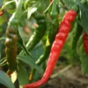 Hot Cayenne Pepper Plants Set - Live, Long & Thin, 4-6 inch Tall - Outdoor Planting
