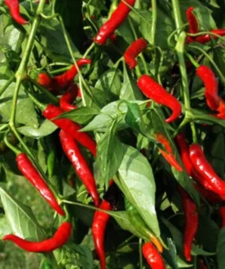 Hot Cayenne Pepper Plants Set - Live, Long & Thin, 4-6 inch Tall - Outdoor Planting