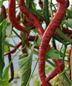 Hot Cayenne Pepper Plants Set - Live, Long & Thin, 4-6 inch Tall - Outdoor Planting