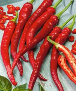 Hot Cayenne Pepper Plants Set - Live, Long & Thin, 4-6 inch Tall - Outdoor Planting