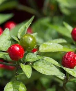 Hot Chiltepin Tepin Pepper Plant Live, 85 Days Old Hot Pepper Plant Chili Pepper for Planting Mini Peppers Plant, Hot Chile Pepper Plants