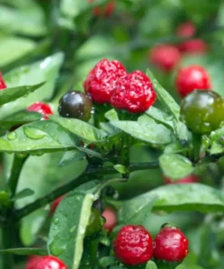 Hot Chiltepin Tepin Pepper Plant Live, 85 Days Old Hot Pepper Plant Chili Pepper for Planting Mini Peppers Plant, Hot Chile Pepper Plants