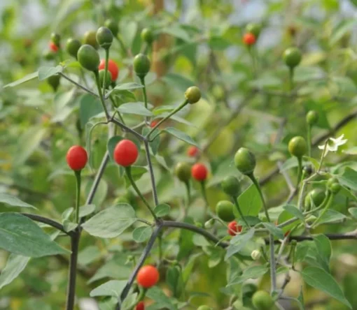 Hot Chiltepin Tepin Pepper Plant Live, 85 Days Old Hot Pepper Plant Chili Pepper for Planting Mini Peppers Plant, Hot Chile Pepper Plants