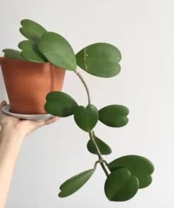 Hoya Kerrii Heart Plant Live Sweetheart Plant 4-6 Inch - No Pot