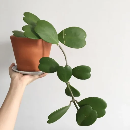 Hoya Kerrii Heart Plant Live Sweetheart Plant 4-6 Inch - No Pot
