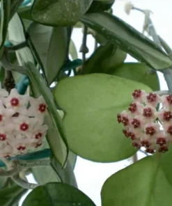 Hoya Kerrii Heart Plant Live Sweetheart Plant 4-6 Inch - No Pot