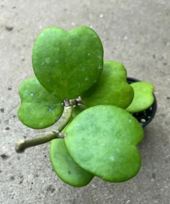 Hoya Kerrii Heart Plant Live Sweetheart Plant 4-6 Inch - No Pot
