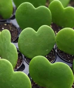 Hoya Kerrii Heart Plant Live Sweetheart Plant 4-6 Inch - No Pot